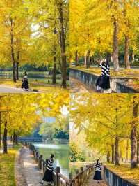 成都賞秋指南個絕美的秋日氛圍感公園!