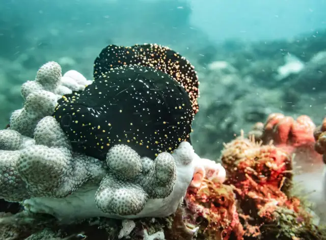 Dive into the underwater wonderland of Zanzibar Island! East Africa's diving paradise revealed