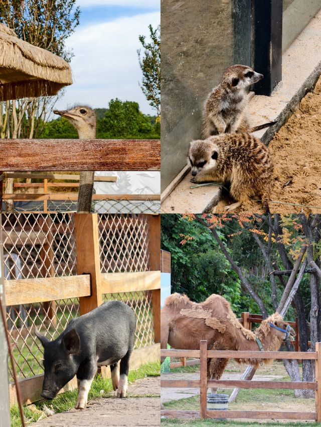 11月的下渚湖，是秋天最治癒的打開方式！