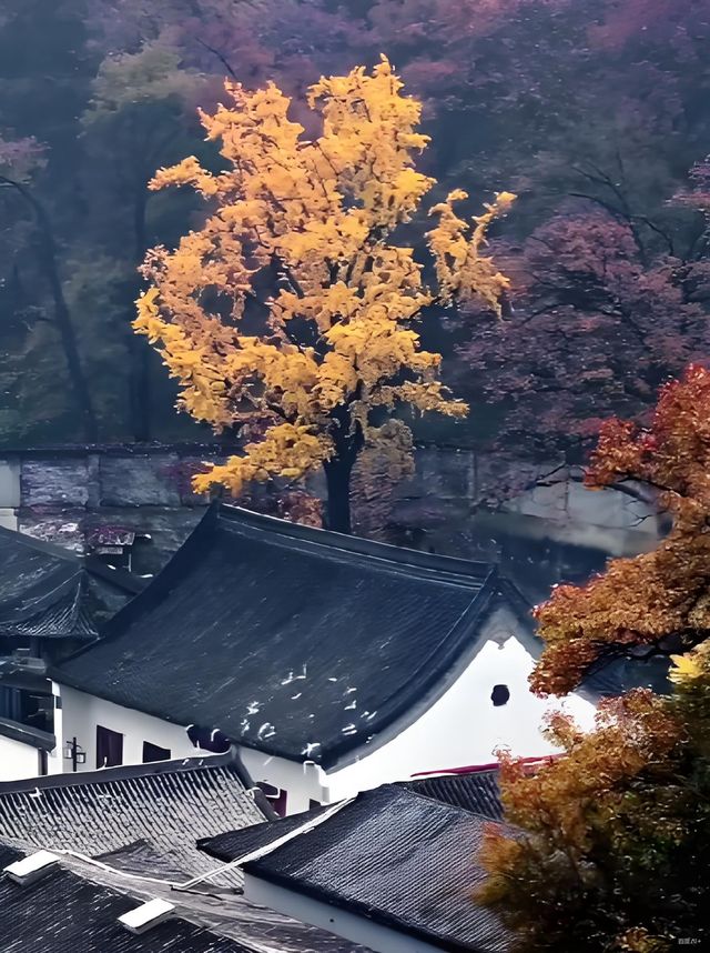 古寺遇上金黃銀杏意境感拉滿 古寺遇上金黃銀杏意境感拉滿