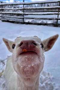 住進長白山鹿苑裡!睡醒就被小鹿包圍,冬季限定浪漫!