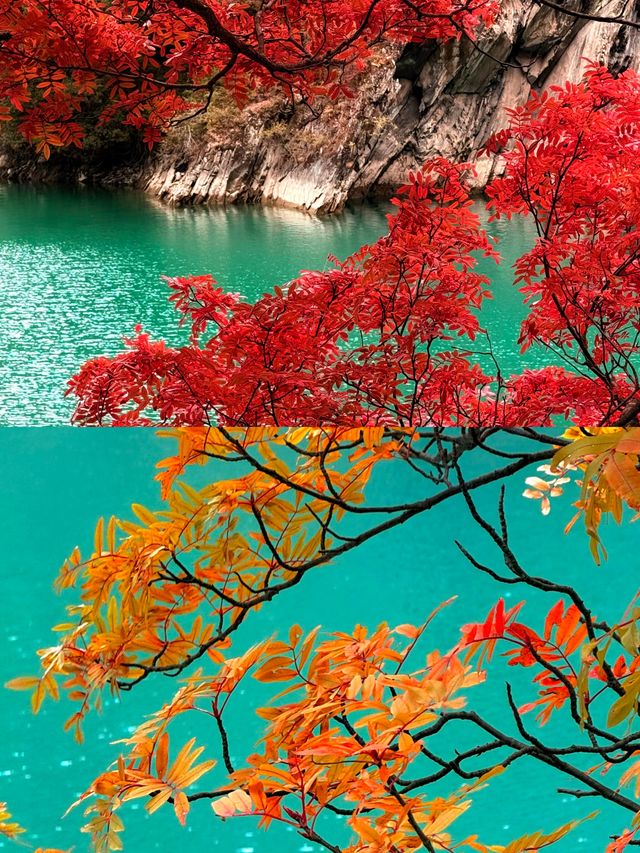 成都1h直達！川西「小九寨溝」美到失語，彩林已紅透