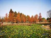 煙台深秋絕美打卡!住進希爾頓賞水杉秘境