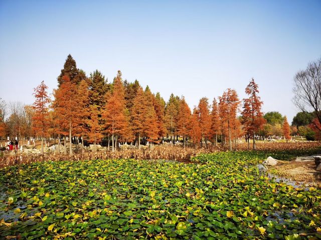 煙台深秋絕美打卡!住進希爾頓賞水杉秘境 煙台深秋絕美打卡!住進希爾頓賞水杉秘境