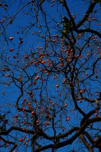 湖北羅田甜柿秘境500年古柿樹王等你來打卡！