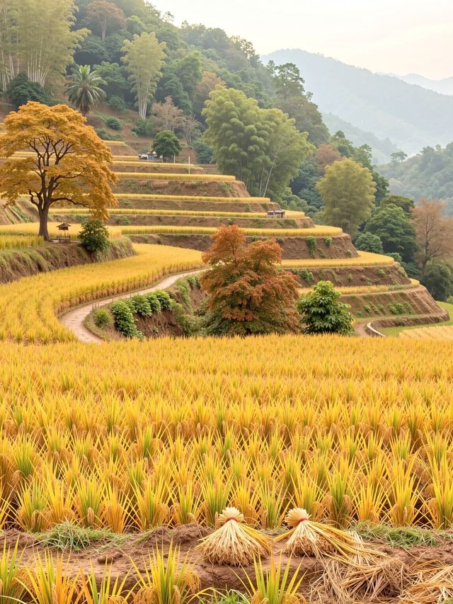 小眾避世！杭州600米海拔的指南村才是江浙滬秋色天花板