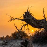 新疆胡楊林公園景區3天2夜5000元旅遊攻略