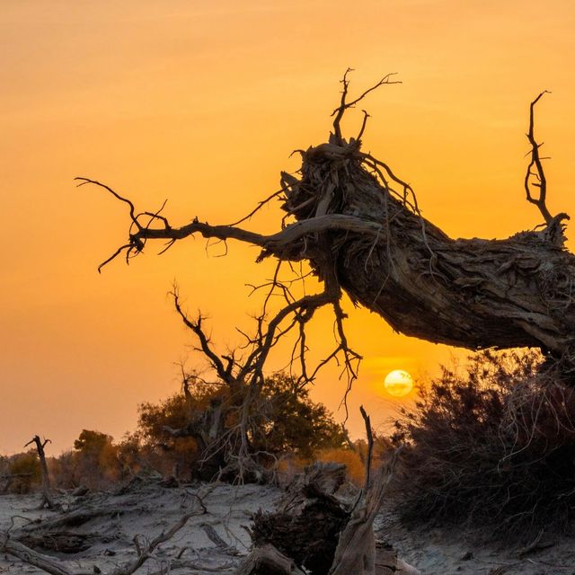 新疆胡楊林公園景區3天2夜5000元旅遊攻略