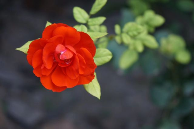深秋「好色」去上海植物園 深秋「好色」去上海植物園