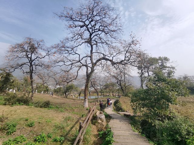 令人驚艷的賞秋之地——中國甜柿第一村 令人驚艷的賞秋之地——中國甜柿第一村