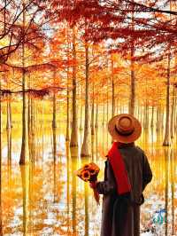 11月限定洪澤湖濕地水杉紅了無人機實拍真殺瘋了