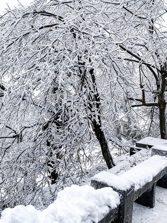 廬山第一場霧淞真的太美了