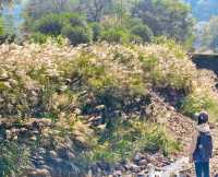 上海3h直達!初冬闖入畫龍村,在浙東古道邂逅瀑布梯田與治癒