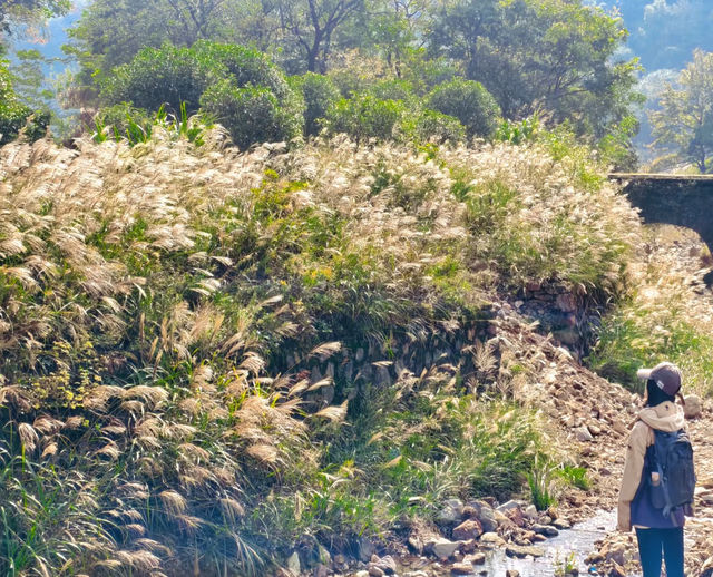 上海3h直達!初冬闖入畫龍村,在浙東古道邂逅瀑布梯田與治癒 上海3h直達!初冬闖入畫龍村,在浙東古道邂逅瀑布梯田與治癒