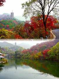 北國秋日仙境!紅葉谷絕美打卡攻略