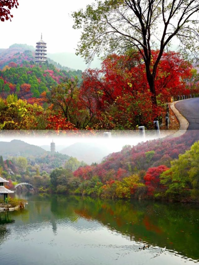 北國秋日仙境!紅葉谷絕美打卡攻略 北國秋日仙境!紅葉谷絕美打卡攻略