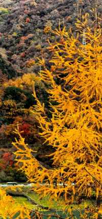 藏寨秋遊好去處