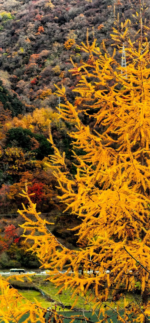 藏寨秋遊好去處 藏寨秋遊好去處