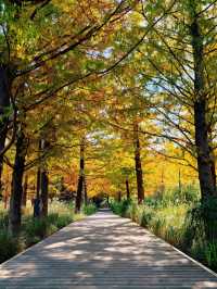 滬上「小喀納斯」| 這片紅杉森林驚艷到我最近被三林濱江森林公園