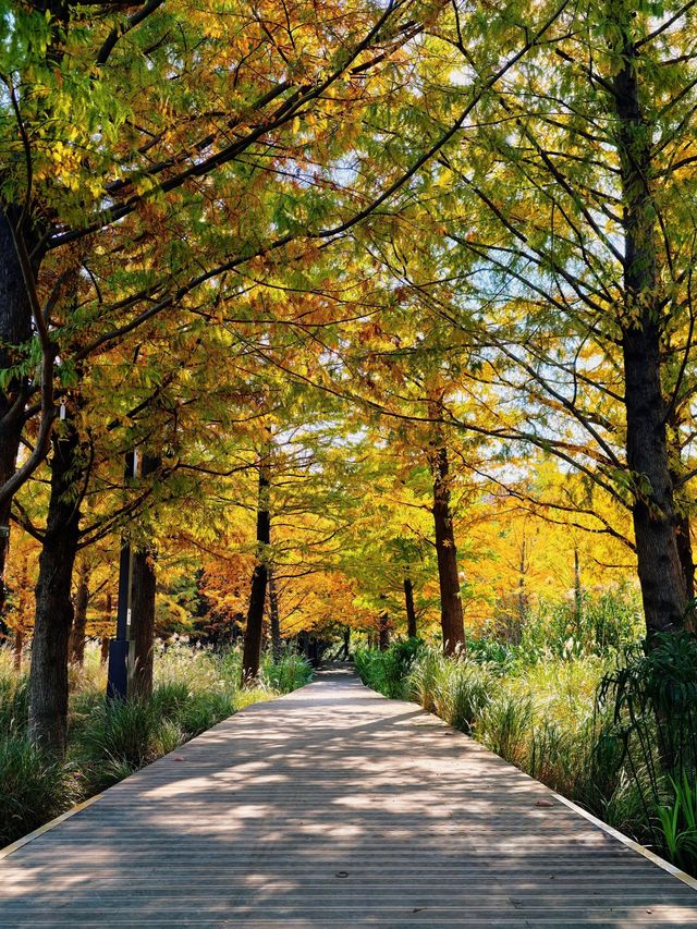 滬上「小喀納斯」| 這片紅杉森林驚艷到我最近被三林濱江森林公園