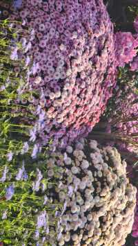 深圳冬日限定浪漫仙湖植物園花展也太出片了吧！