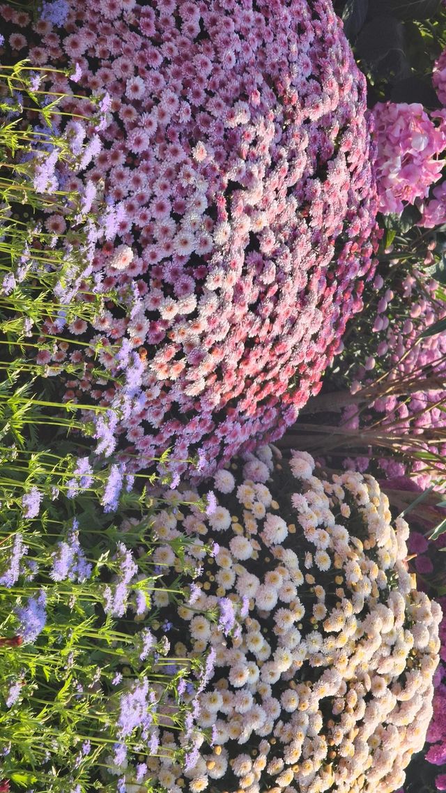 深圳冬日限定浪漫仙湖植物園花展也太出片了吧！