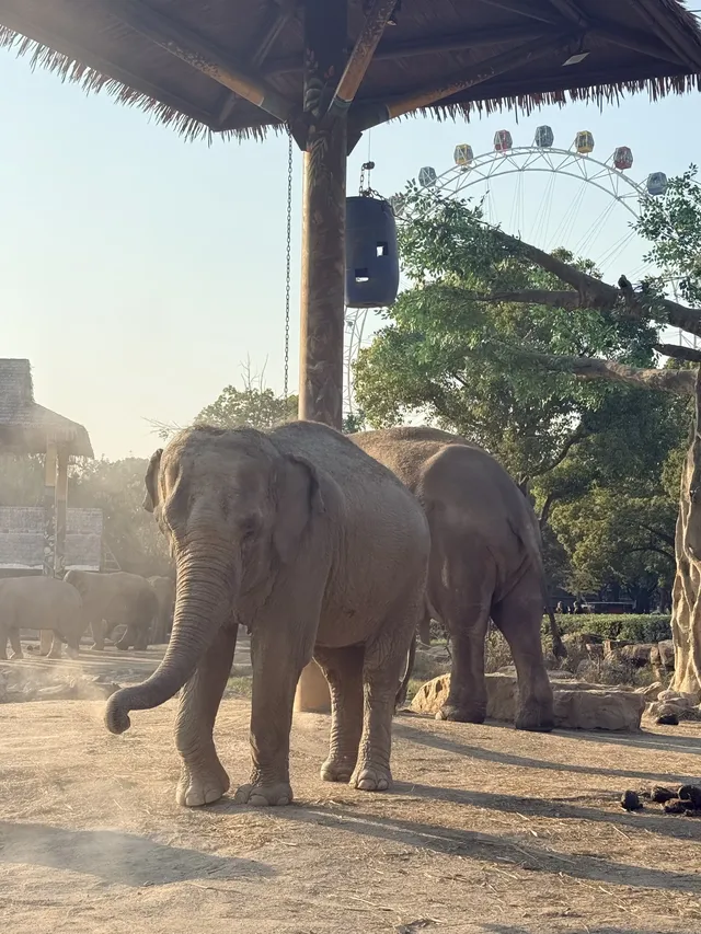 Lk|上野動物園 Lk|上野動物園
