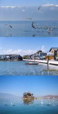 大理私藏!在洱海風中蕩秋千時,海鷗真的落在我肩上