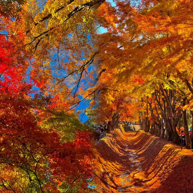 瘋了!富士山下的紅葉快全紅了!!11.22實況速報