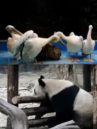 |重慶  樂山出發體驗感拉滿的一個動物園