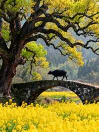 周莊真的不是照騙!江南水鄉魂直接焊在身上