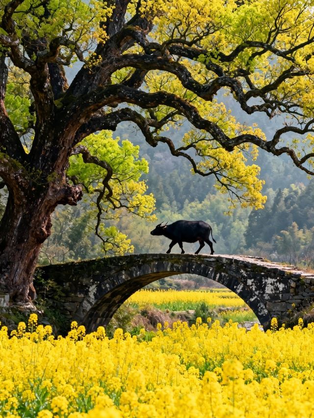周莊真的不是照騙!江南水鄉魂直接焊在身上 周莊真的不是照騙!江南水鄉魂直接焊在身上