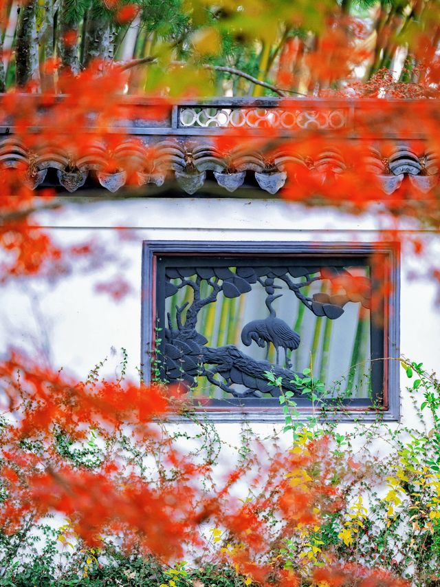 隱秘在魔都的秋日秘境！古漪園賞秋yyds