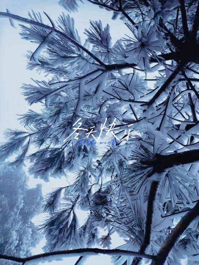 雪松霧淞絕美拍攝地仙鳳山霧淞:冰雕玉琢的幻境 雪松霧淞絕美拍攝地仙鳳山霧淞:冰雕玉琢的幻境