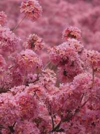 闖入油畫世界廣東這片紫粉花海美到窒息