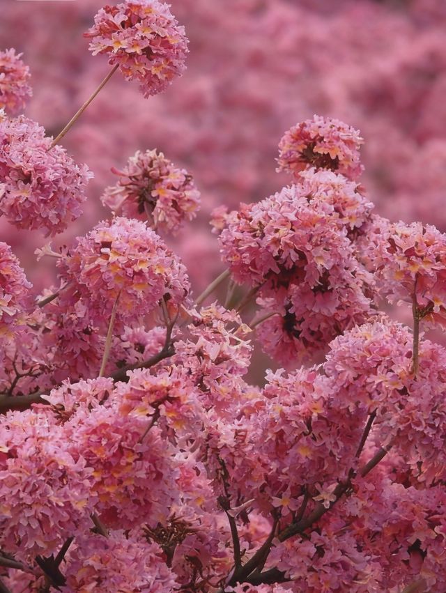 闖入油畫世界廣東這片紫粉花海美到窒息