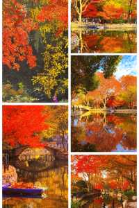 魔都限定秋色!魯迅公園賞楓全攻略錯過再等365天