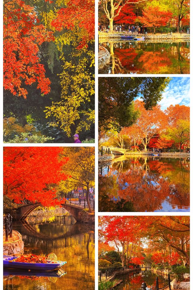 魔都限定秋色!魯迅公園賞楓全攻略錯過再等365天 魔都限定秋色!魯迅公園賞楓全攻略錯過再等365天