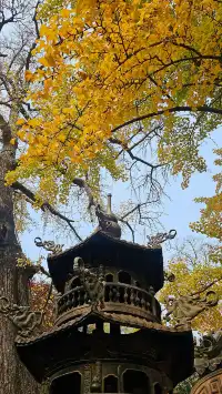 崂山太清線|一日遊攻略 & 吸貓聖地