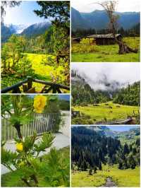 西藏林芝深度遊:邂逅雪山桃花與森林的浪漫