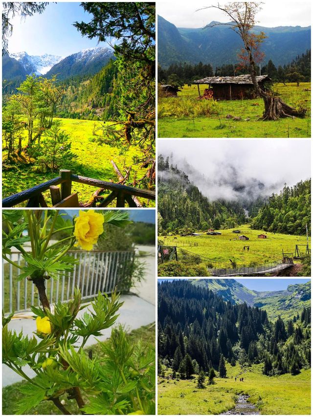 西藏林芝深度遊:邂逅雪山桃花與森林的浪漫 西藏林芝深度遊:邂逅雪山桃花與森林的浪漫