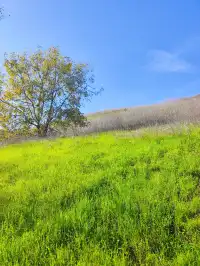洛杉磯隱藏版城市青丘Ascot Hills Park