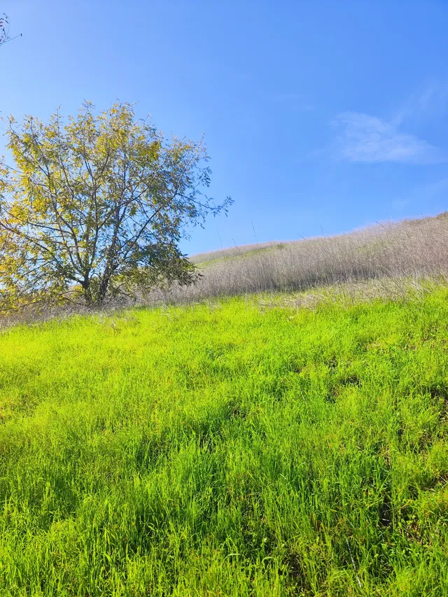 洛杉磯隱藏版城市青丘Ascot Hills Park