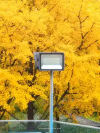 錯過等一年！世博公園銀杏濃度100%