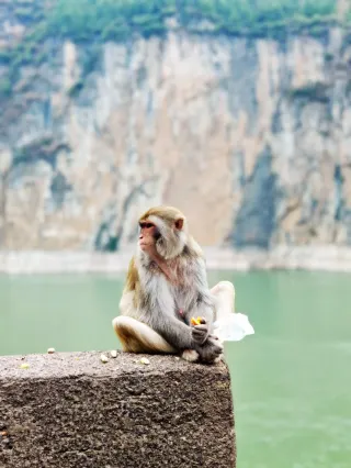 Free admission! The autumn foliage season in the Three Gorges has begun; don't miss it, or you'll have to wait another year.