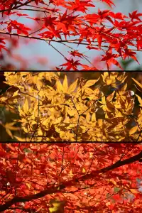 重慶出發 去南京過秋天