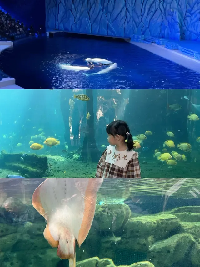 2歲寶寶,珠海長隆2天1晚遊玩攻略 2歲寶寶,珠海長隆2天1晚遊玩攻略