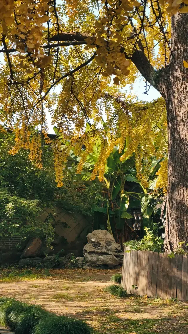 หยางโจวช้าๆ - ต้นแปะก๊วยที่วัดฉงฮวา