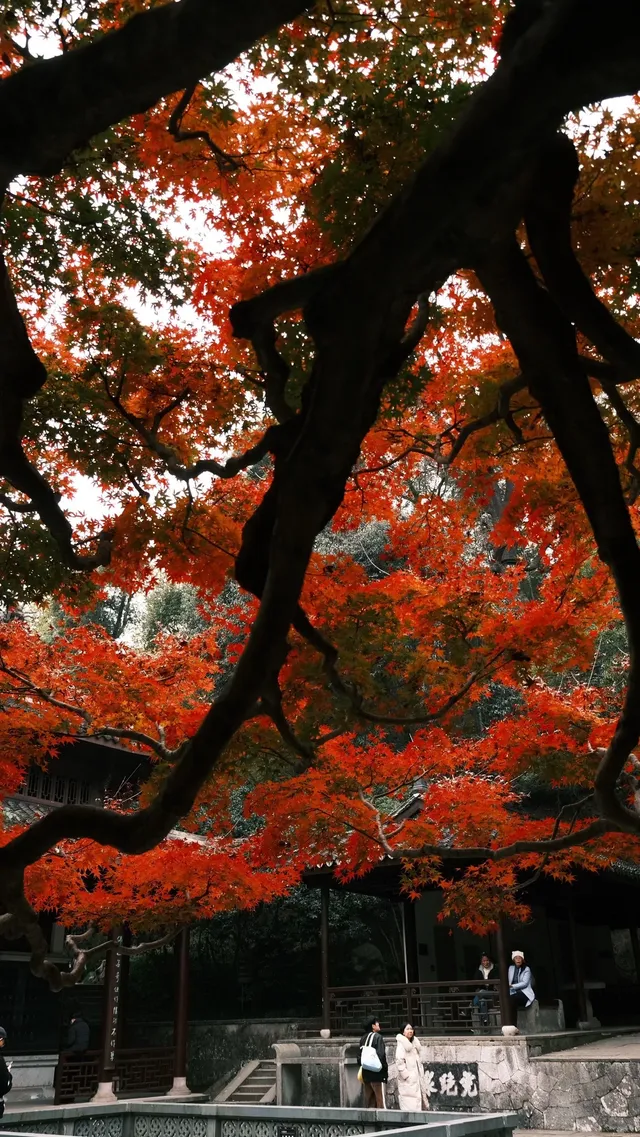 吊打京都沒人告訴我杭州的秋天這麼頂啊 吊打京都沒人告訴我杭州的秋天這麼頂啊