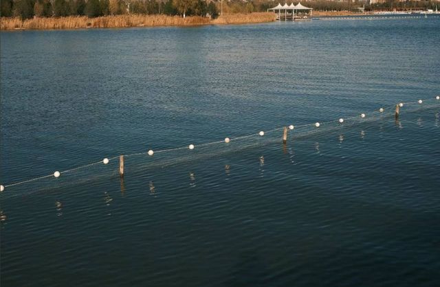 褪去夏日的喧囂，擁抱冬日的詩篇：晉陽湖蘆葦蕩